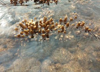 Pemutihan karang (coral bleaching). FOTO: KKP