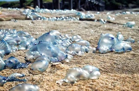 Warga Sumatera Barat Tersengat Ubur-ubur Bluebottle, 8 Masuk Rumah Sakit