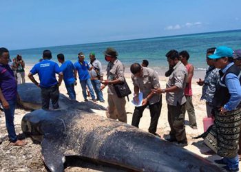 Proses penguburan 6 paus pilot yang ditemukan terjebak saat surut di kolam air Desa Meniak Kecamatan Sabu Barat, Kabupaten Sabu Raijua, Nusa Tenggara Timur, Jumat (11/10). FOTO: BKKPN KUPANG