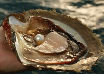 Pesona Mutiara Laut Selatan