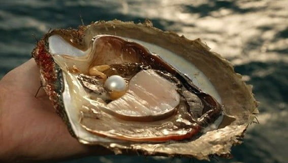 Mutiara Laut Selatan (South Sea Pearl) diperoleh dari spesies kerang PINCTADA MAXIMA. FOTO: ISTIMEWA