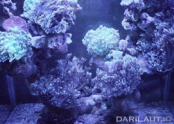 Ilustrasi karang hias. FOTO: DARILAUT.ID