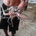 Belajar Cara Menabung Lobster