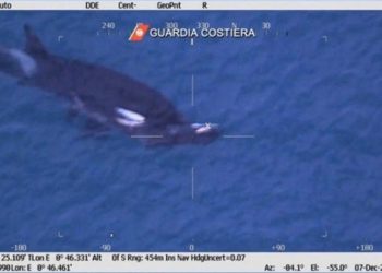 Menyedihkan, Induk Paus Orca Bawa Anak yang Sudah Mati di Genoa, Italia