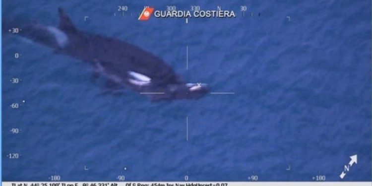 Menyedihkan, Induk Paus Orca Bawa Anak yang Sudah Mati di Genoa, Italia