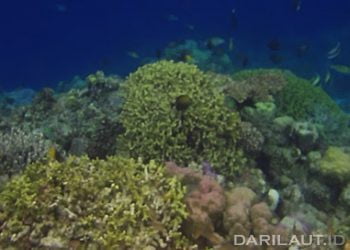 Ahli Taksonomi Hewan Laut Teguh Peristiwady Dikukuhkan Sebagai Profesor Riset