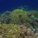 Terumbu karang dan keanekaragaman jenis ikan di Togean. FOTO: DARILAUT.ID
