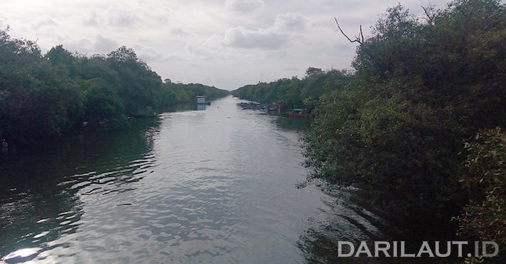 Nelayan Desa Ujungmanik, Kawunganten, Kabupaten Cilacap, Jawa Tengah meminta mangrove di alur sungai kiri dan kanan hingga 100 meter tidak ditebang untuk perluasan tambak. FOTO: DARILAUT.ID
