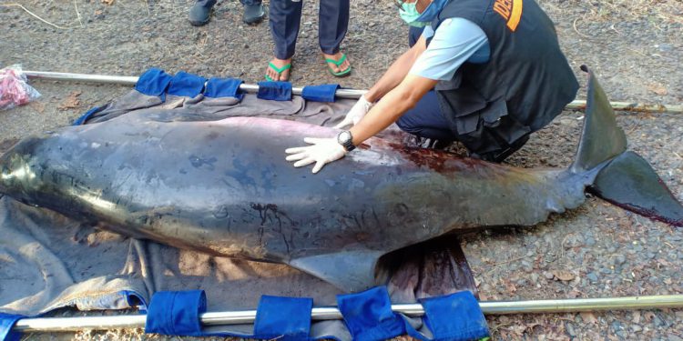 Paus Kogia Hamil Terdampar di Pandeglang, Banten