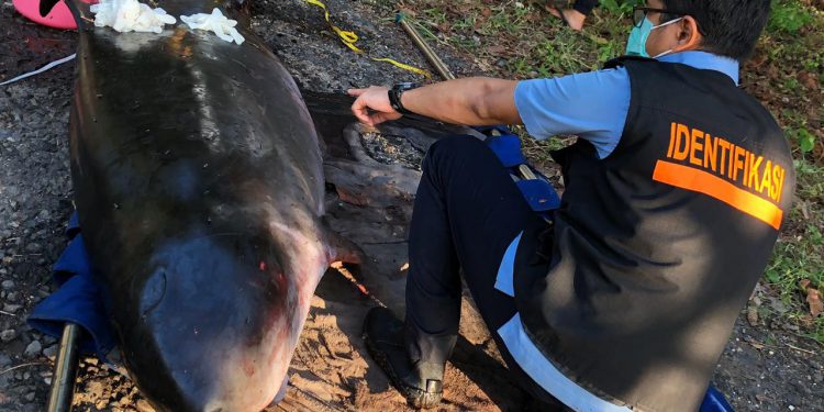 Proses Penanganan Paus Kogia yang Terdampar di Pandeglang