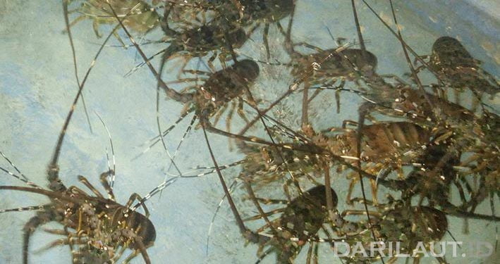 Setengah Abad Penangkapan Lobster di Gunung Kidul