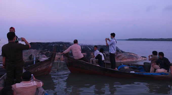 Kerangka Paus Terdampar di Pantai Silo Dijadikan Koleksi Museum