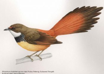 Ilustrasi, burung jenis baru Rhipidura habibiei sp. nov. di Pulau Peleng. LIPI.GO.ID