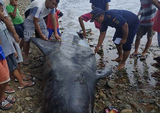 Paus Pilot 4,8 Meter Terdampar di Pantai Gorontalo