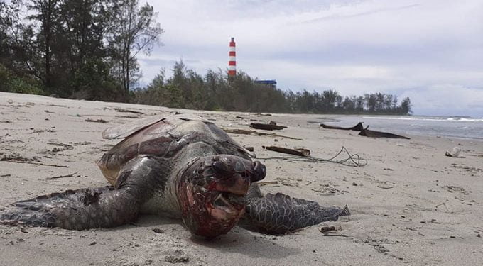 Puluhan Penyu Mati di Pantai Teluk Sepang, Bengkulu