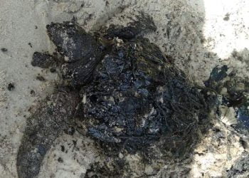 Penyu sisik (Eretmochelys imbricate) jenis kelamin betina ditemukan berlumuran tumpahan minyak di pantai di Bintan, Kepulauan Riau, Senin (6/1). FOTO: DOK. BPSPL PADANG