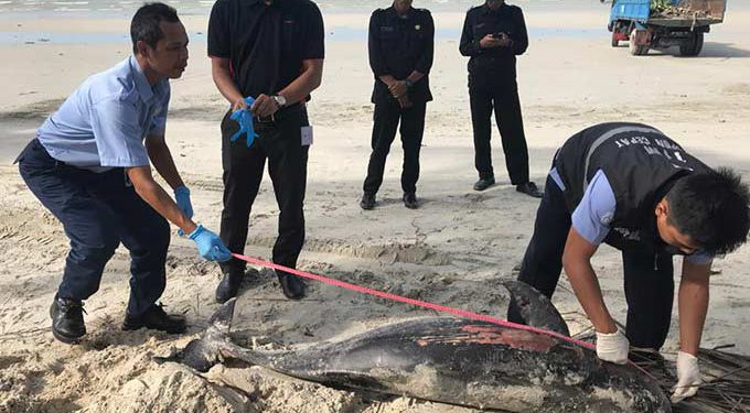 Pesut Terdampar di Bintan