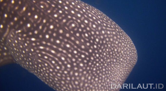 Ikan Nike, Penyokong Kemunculan Hiu Paus di Gorontalo