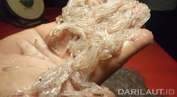 Ikan Nike dan Misteri Gumpalan Darah