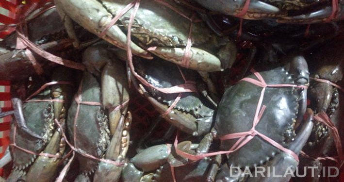 Ekspor Kepiting Turun Gara-gara Wabah Virus Corona