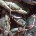 ILustrasi kepiting ekspor. FOTO: DARILAUT.ID