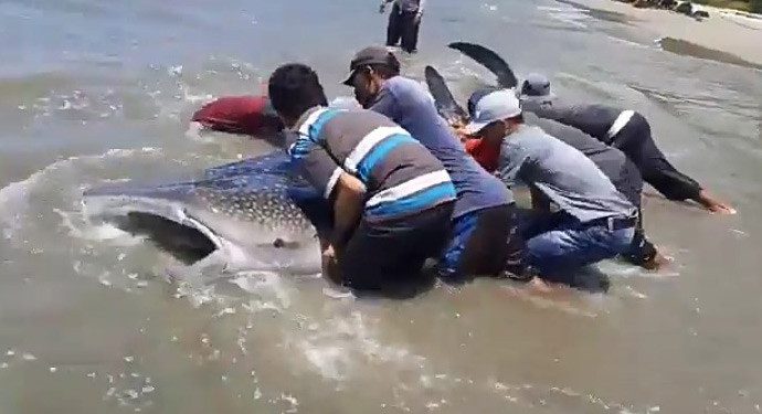 Nelayan Aceh Selamatkan Hiu Paus Masuk Jaring Ikan