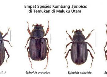 Cakalele, Nama Kumbang Spesies Baru di Maluku Utara