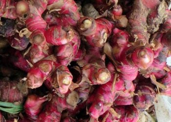 LIPI: Belum Ada Bukti Jahe Merah Sebagai Antivirus Corona