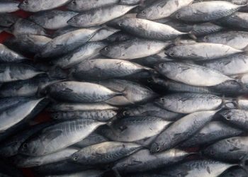 Harga Ikan Hasil Budidaya dan Tangkapan Nelayan Anjlok