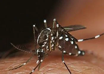Hati-hati Penyakit Demam Berdarah Dengue Saat Pandemi Covid-19