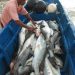 Ikan hasil tangkapan nelayan kecil di Desa Makatian, Kabupaten Kepulauan Tanimbar, Provinsi Maluku tidak lagi terserap di pasaran. FOTO: DOK. ISTIMEWA