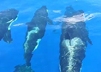 Video 4 Paus Pembunuh Terlihat di Perairan Anambas