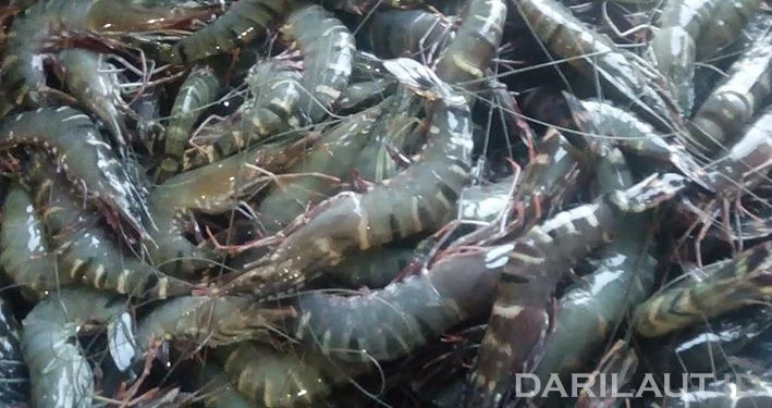 KKP Ekspor Hasil Perikanan ke Berbagai Negara