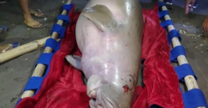 Dugong Mati Terdampar di Tolitoli dan Manado