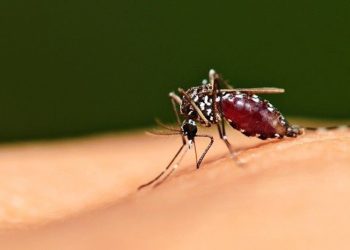 Penyakit Malaria di Tengah Merebaknya Virus Corona
