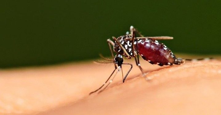 Penyakit Malaria di Tengah Merebaknya Virus Corona