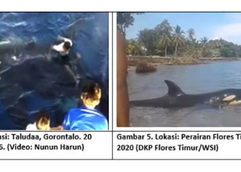 Diskusi Himitekindo: Paus Orca Muncul di Anambas Tipe B, di Flores Tipe A