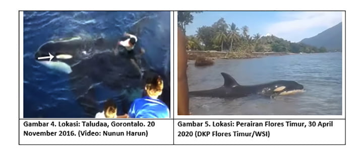 Paus pembunuh di perairan Gorontalo dan Flores Timur, NTT.