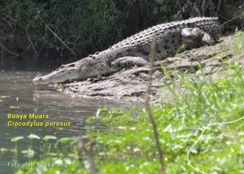 Buaya-Buaya di Indonesia