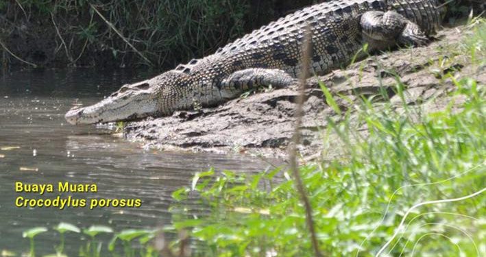 Buaya-Buaya di Indonesia