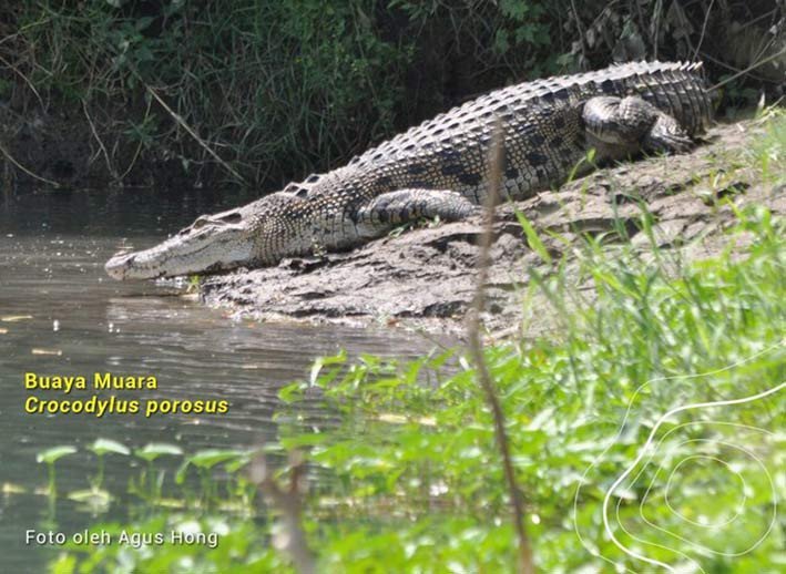 Buaya muara, Crocodylus porosus. FOTO: AGUS HONG/KLHK