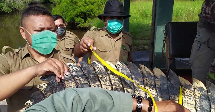Buaya Muara Dilepas di TN Rawa Aopa Watumohai