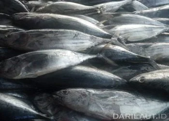 Di Masa Pandemi Covid-19, Nilai Produksi Perikanan di Bitung 239,2 Miliar