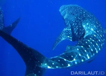 Mengapa Hiu Paus di Indonesia Banyak Berkelamin Jantan, di Galapagos Betina?
