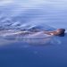 Hiu basking (basking shark), Cetorhinus maximus. FOTO: IUCN