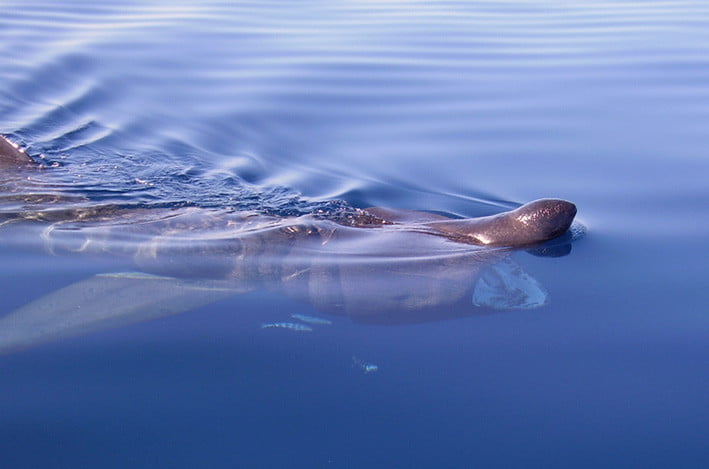 Hiu berjemur, Cetorhinus maximus. FOTO: IUCN