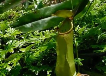 Ilustrasi tumbuhan kantong semar.  INDOFLASHLIGHT/YOUTUBE
