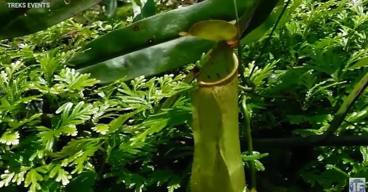 KLHK Gagalkan Penyelundupan Kantong Semar