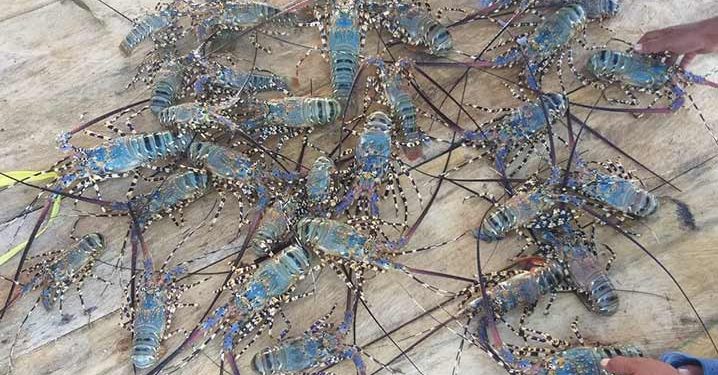 Tantangan Budidaya Lobster Mutiara di Tengah Pandemi Virus Corona