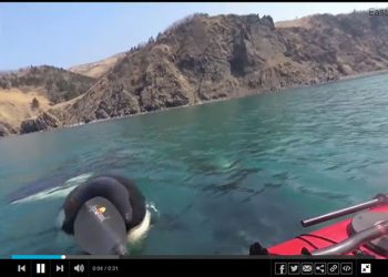 Mendebarkan, Pengayuh Kayak Dikelilingi 3 Paus Pembunuh di Perairan Sakhalin